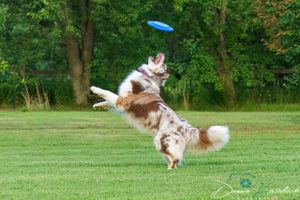 Disc Dog
