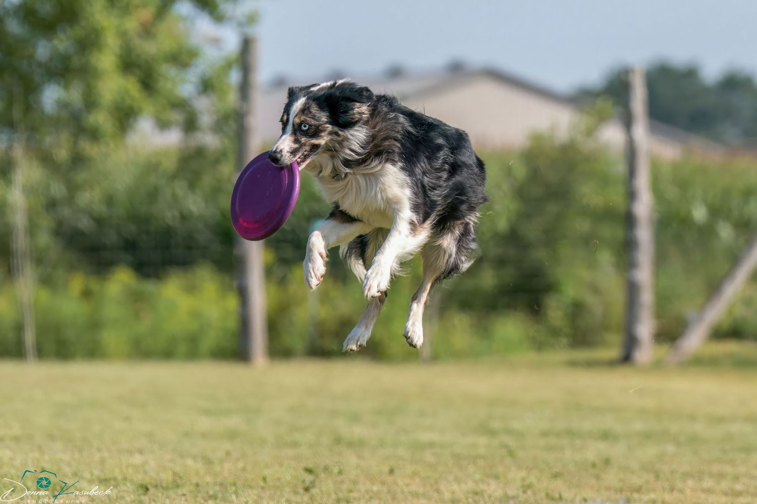 Up Dogs
