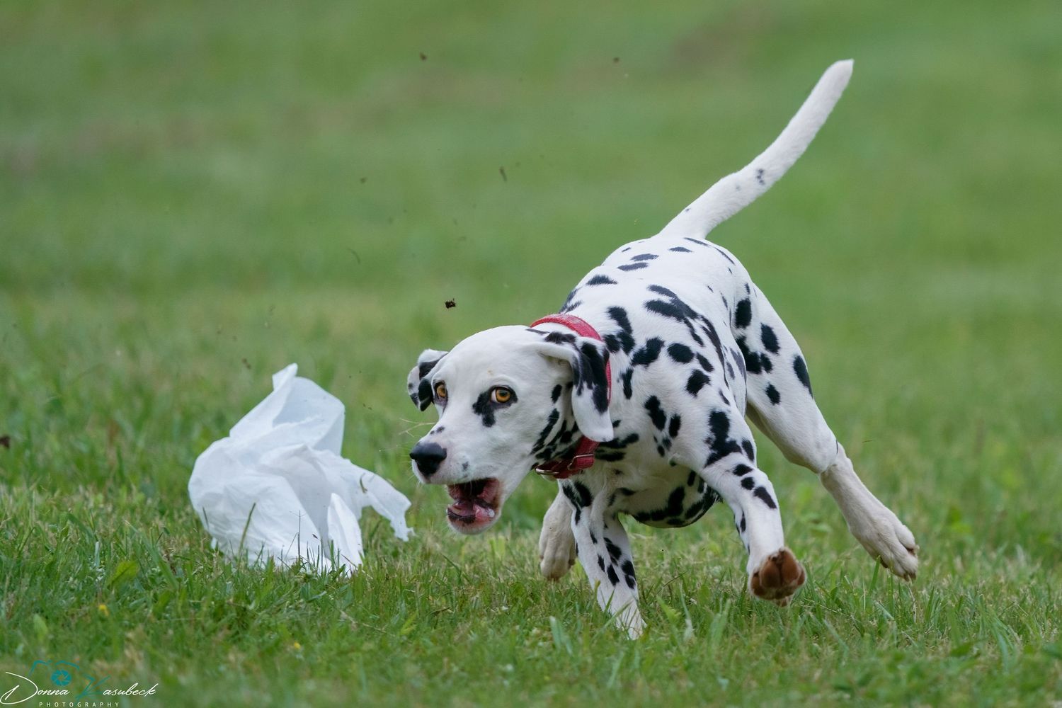 Lure Coursing