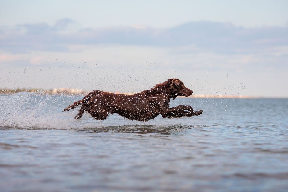A chocolate brown flat coated retriever splashes through shallow ocean water at sunset creating a spray of water droplets in Eastney Beach