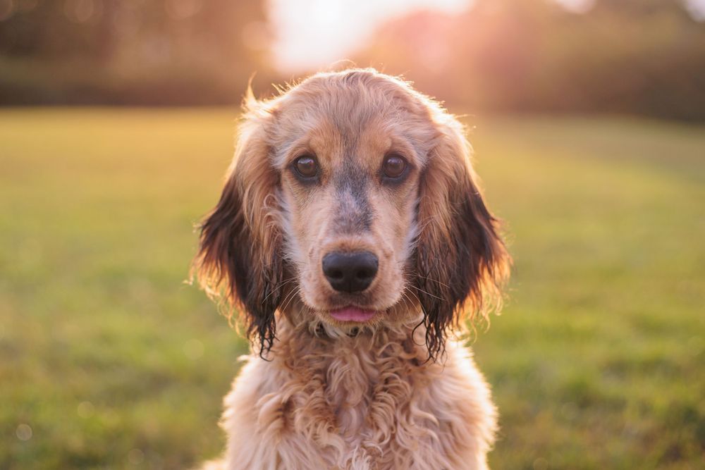 Close-up portrait of an English Cocker Spaniel puppy with a friendly expression in warm sunlight.