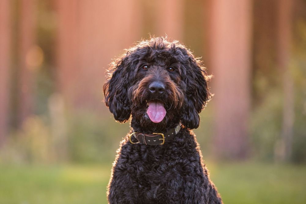 Bernadoodle dog with tongue out wearing a pink harness plays outdoors in autumn setting.
