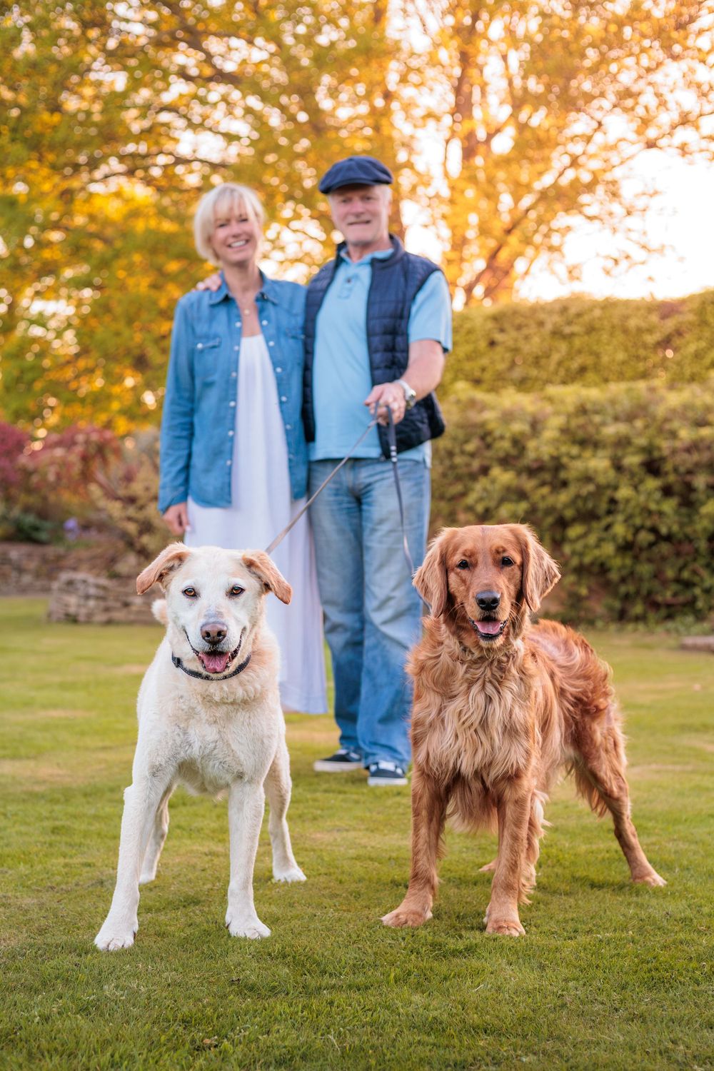 Two happy dogs, one Labrador and one Golden Retriever, posing together on green grass during a golden autumn sunset.