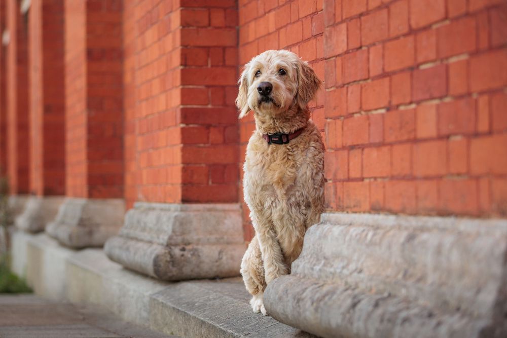 Goldendoodle sits calmly on stone steps against a red brick wall in a Royal Victoria Country Park, Southampton.