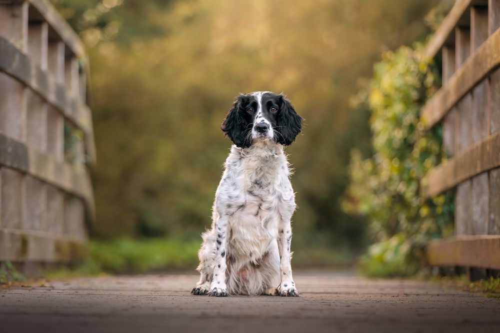 Springer Spaniel sitting on a bridge in Winchester
