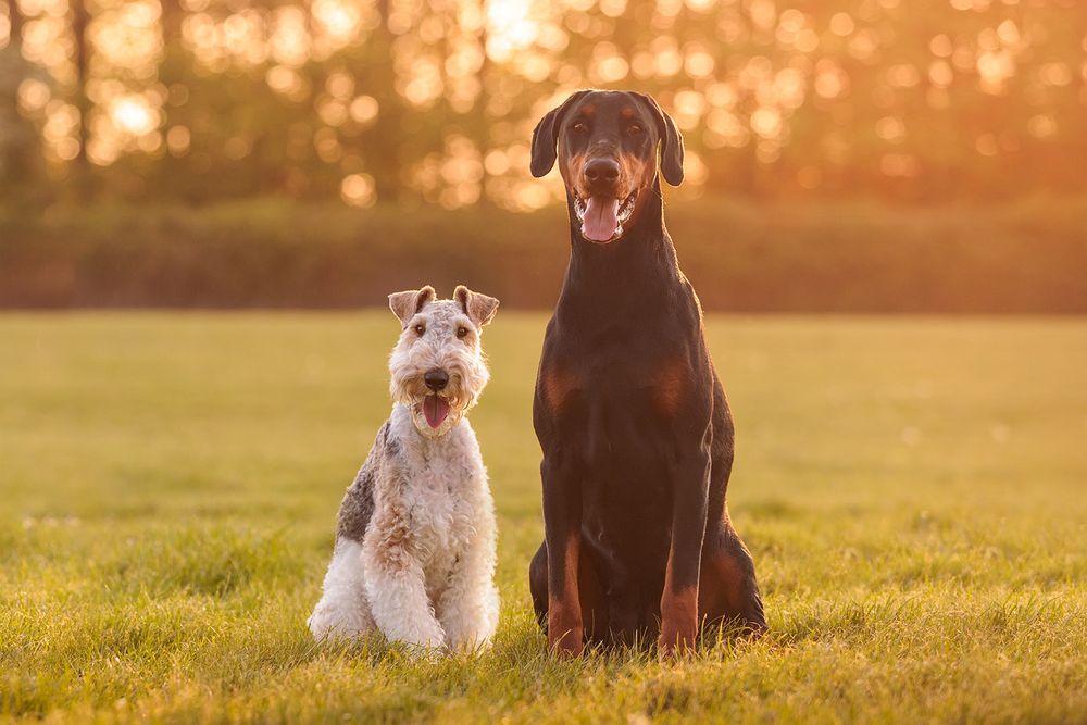 A Doberman and white wire-haired terrier sit together in a grassy field during golden sunset.