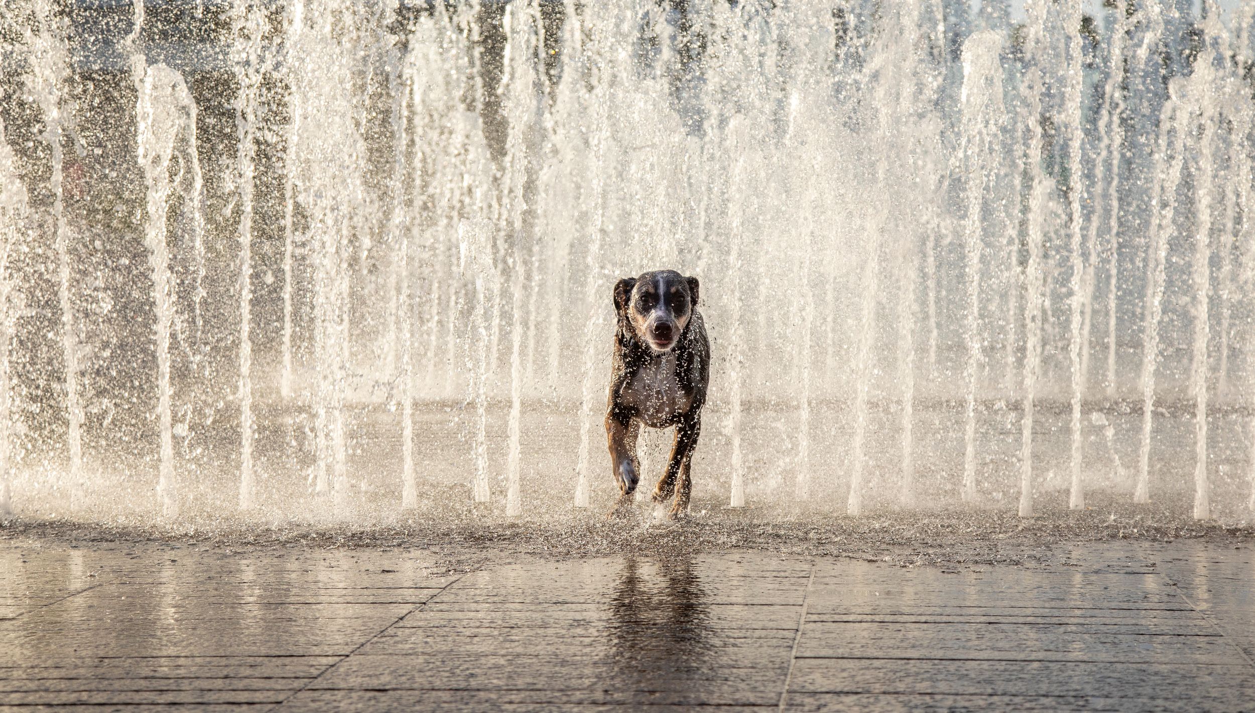 Tampa dog photographer creating fine-art portraits