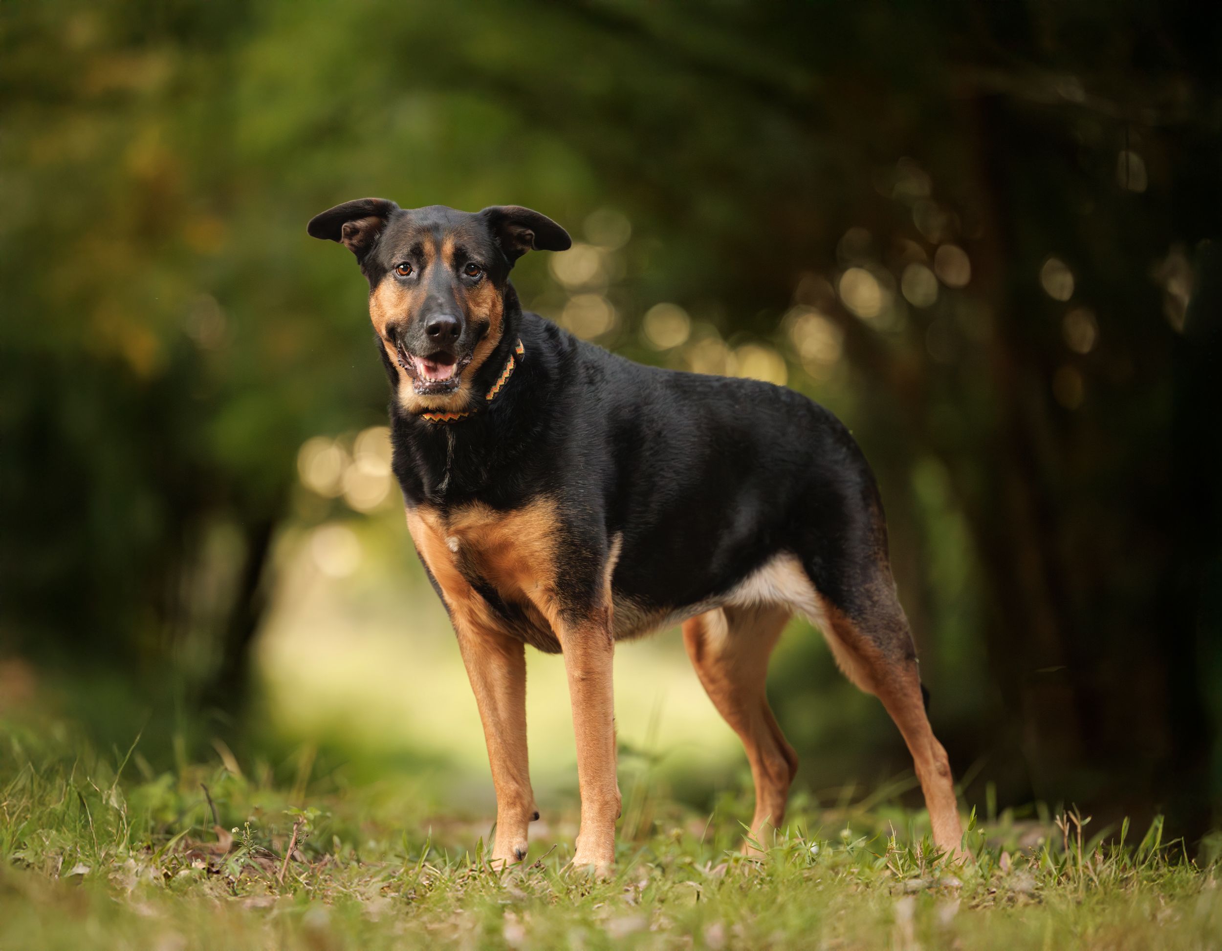 Tampa dog photographer creating fine-art portraits