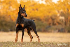 Tampa dog photographer creating fine-art portraits