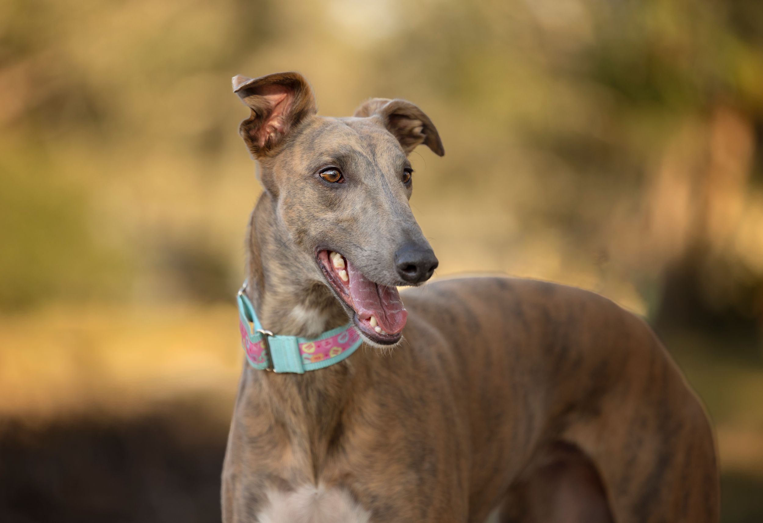 Tampa dog photographer creating fine-art portraits