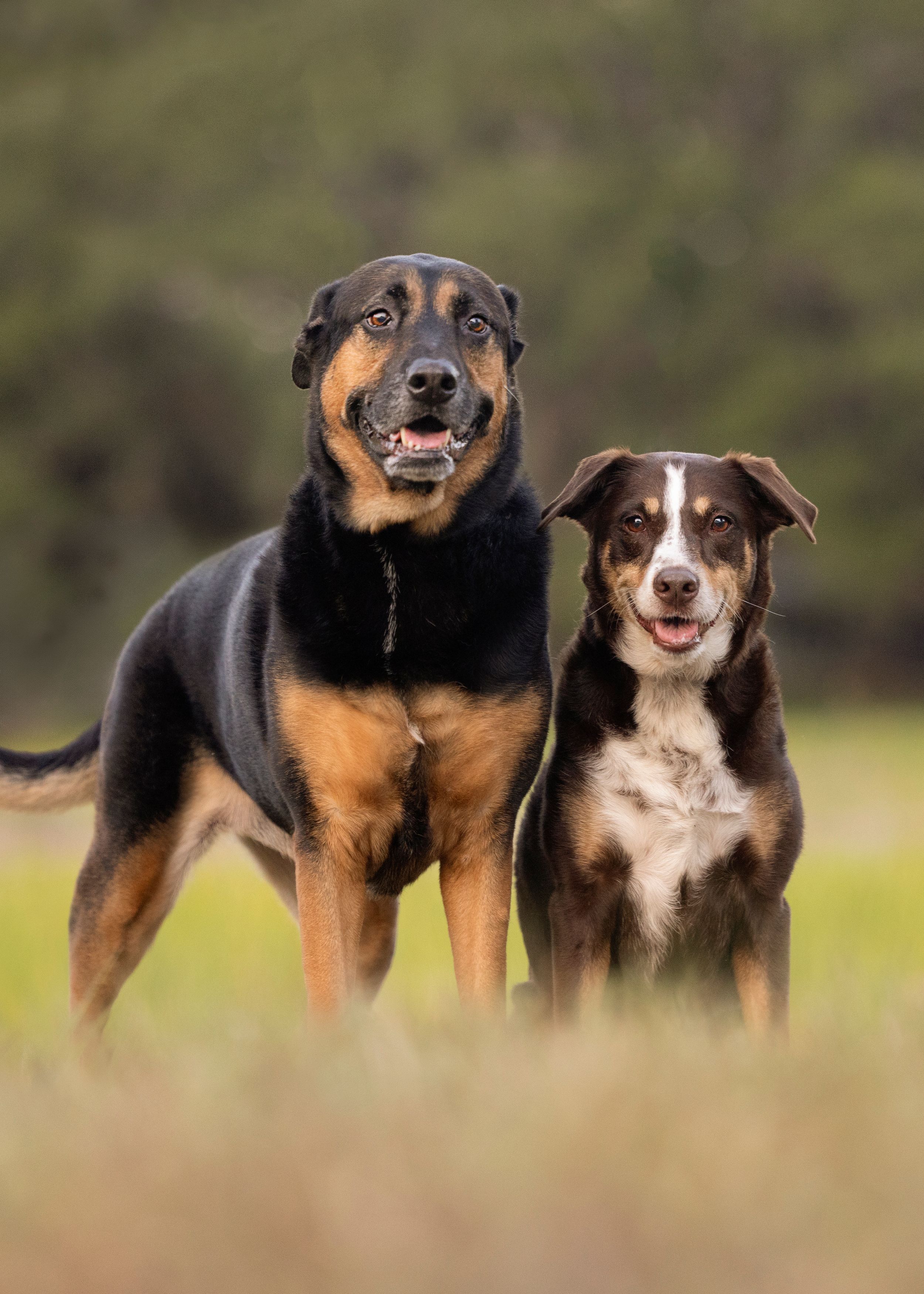 Tampa dog photographer creating fine-art portraits