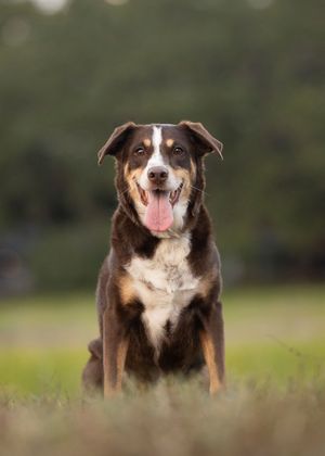 Tampa dog photographer creating fine-art portraits