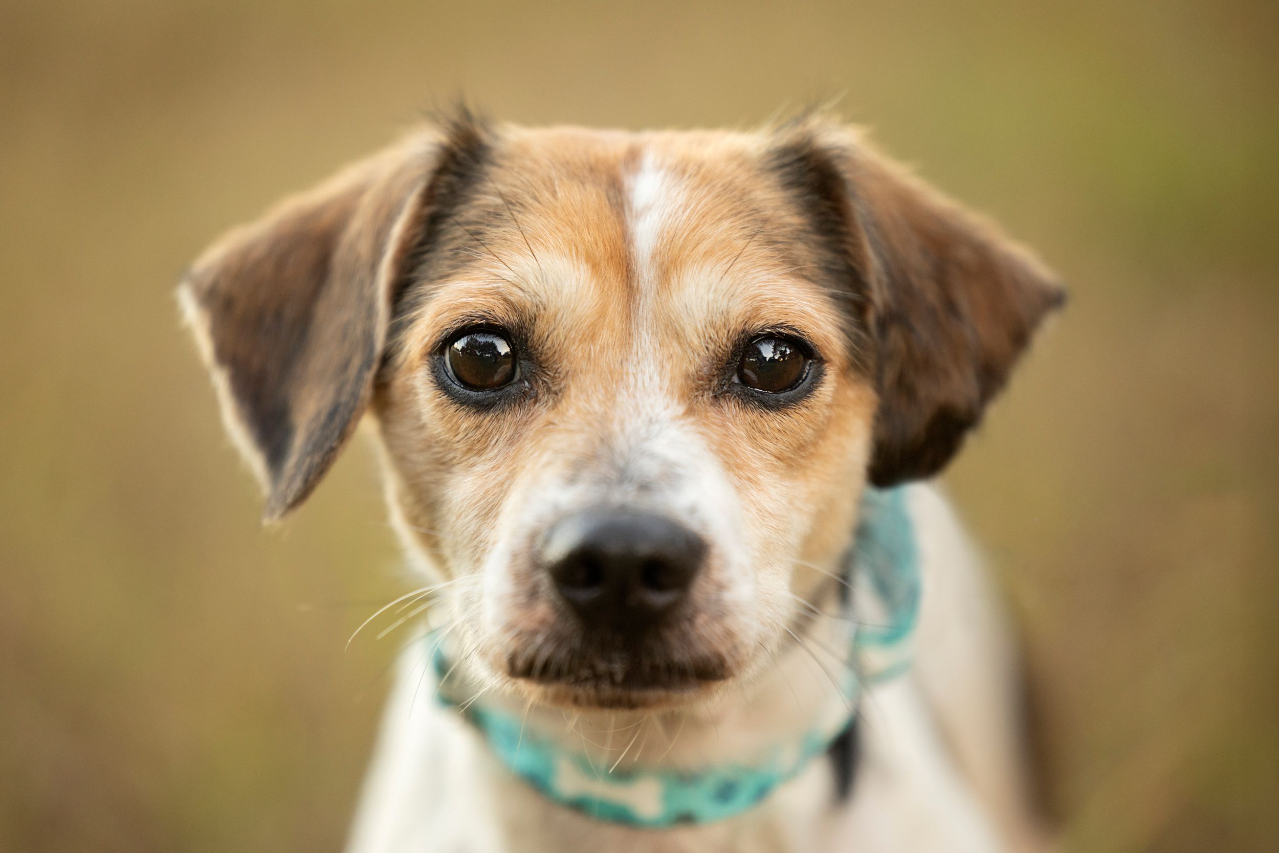 Tampa dog photographer creating fine-art portraits