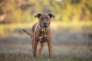 Tampa dog photographer creating fine-art portraits