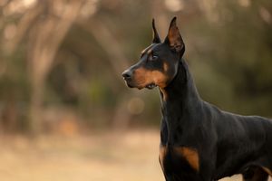 Fine art dog portrait of a Doberman with natural light, captured by Tampa pet photographer Helgazimages.