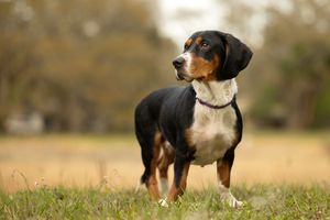 Tampa dog photographer creating fine art portraits