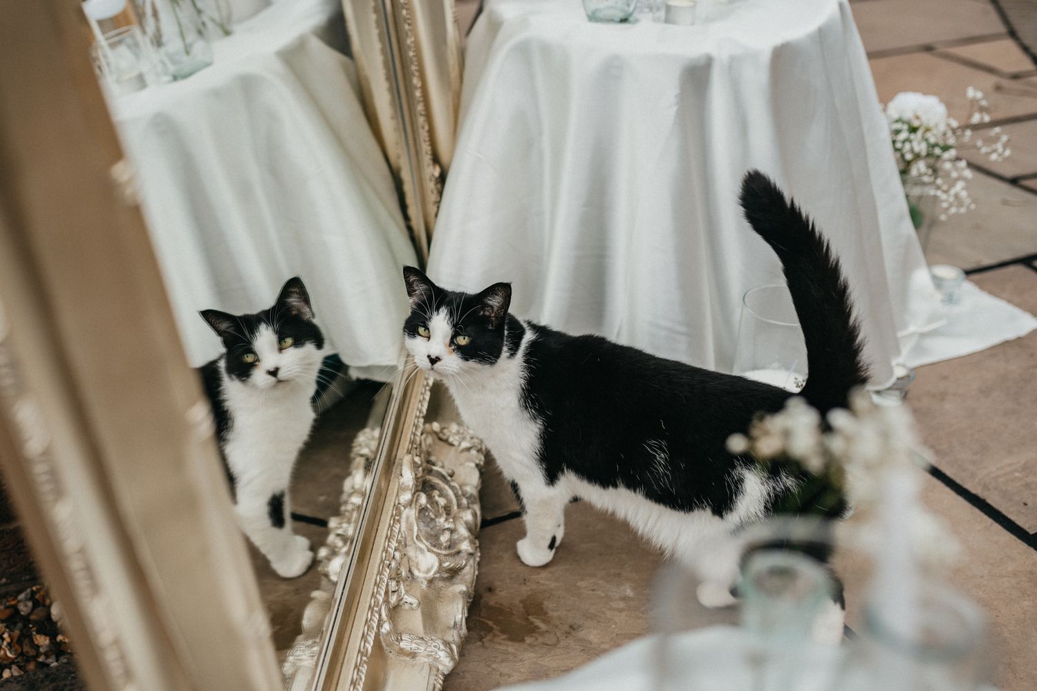 Black and white cat sitting near white wedding dress details.