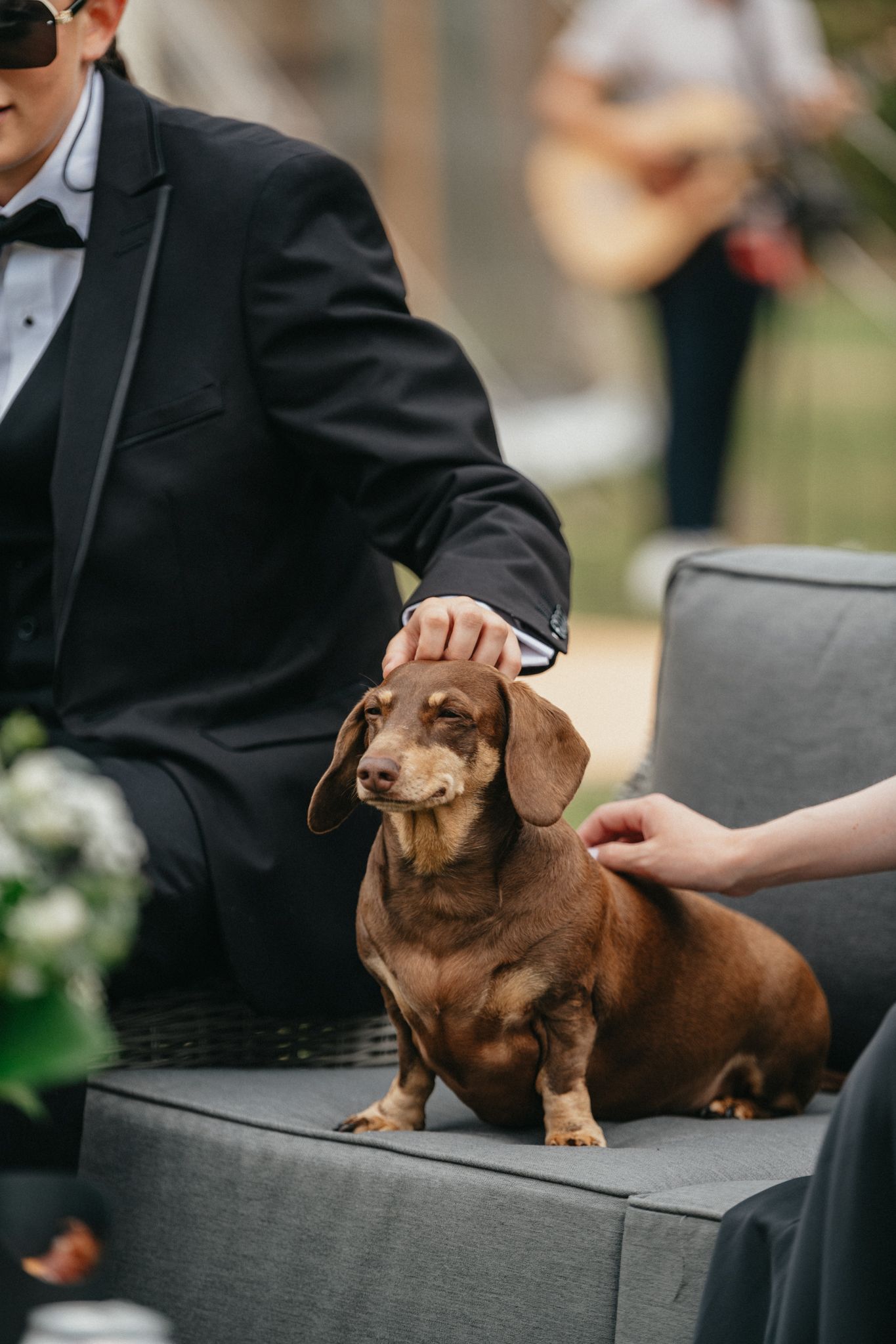 Dachshund dog sits on grey couch next to person in formal attire during wedding.