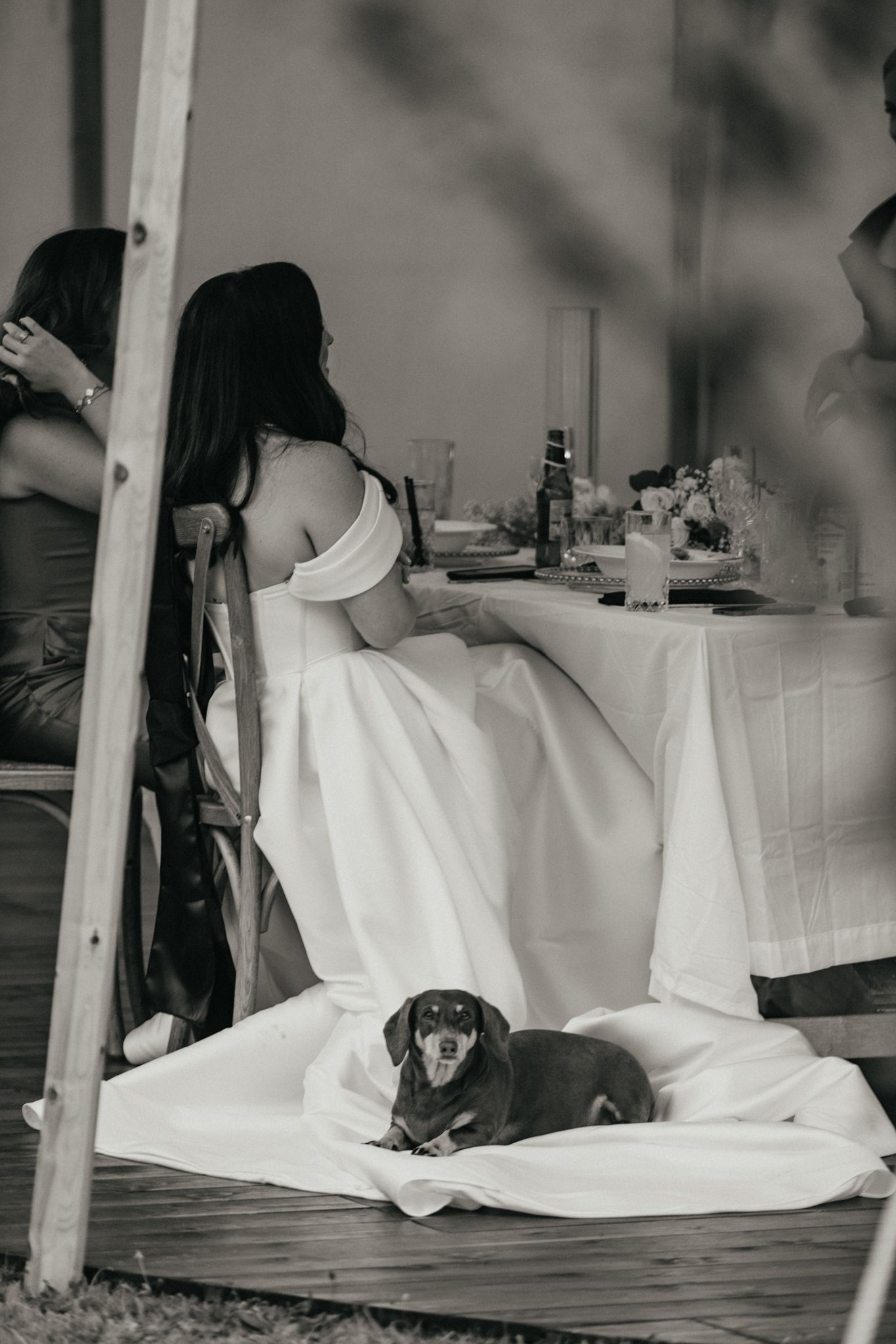 Black and white photo of dachshund resting on wedding dress train at reception.