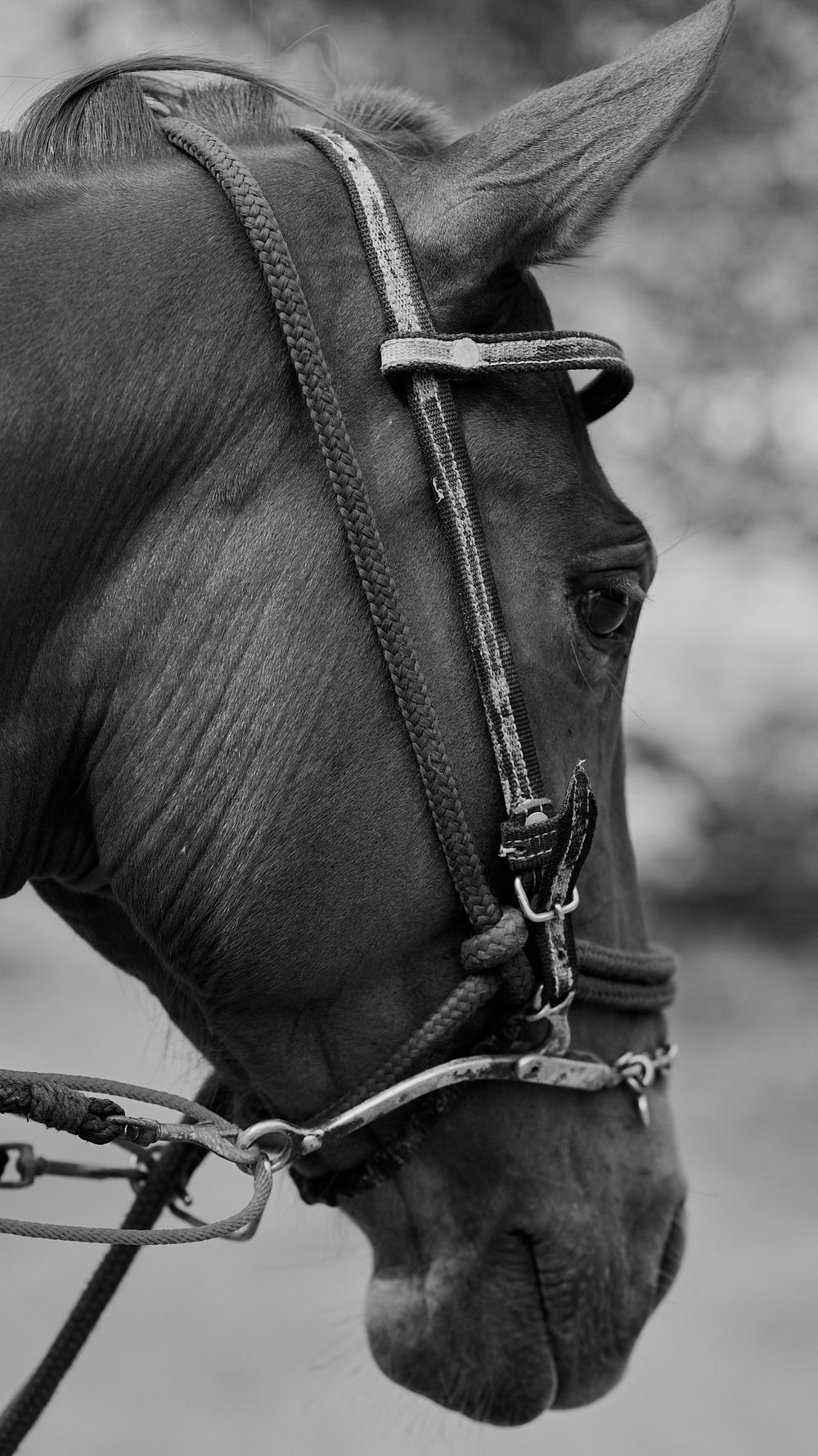 Black and white profile portrait of a horse wearing a leather bridle and reins.