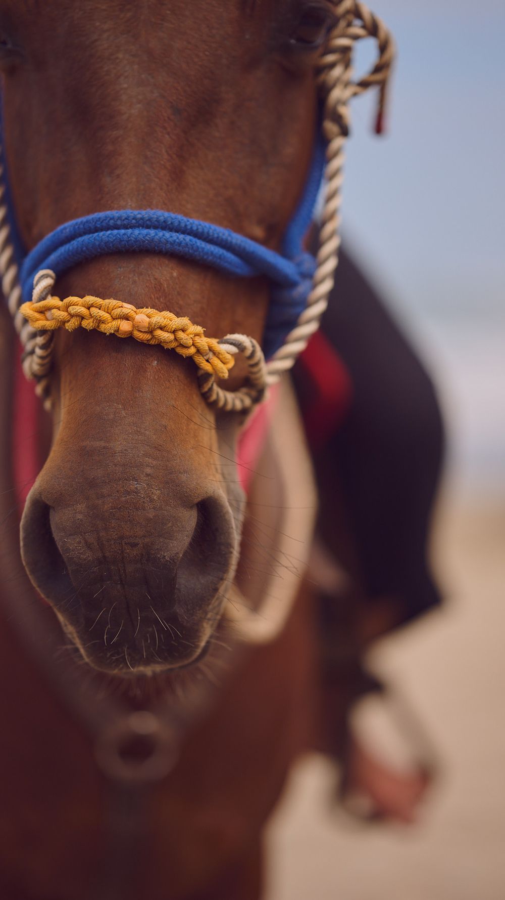 Close-up view of a horse's nose wearing blue and yellow braided rope halters.