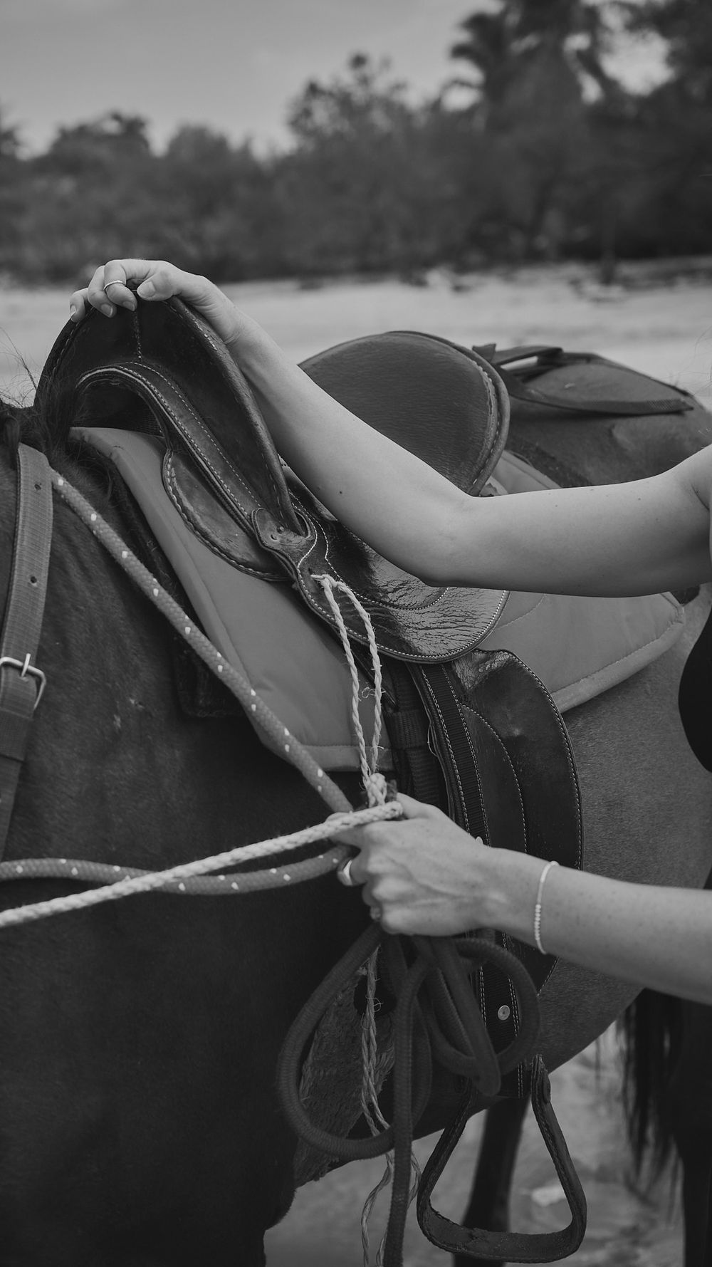 A series of three black and white close-up photos showing hands adjusting straps and buckles on a horse saddle.