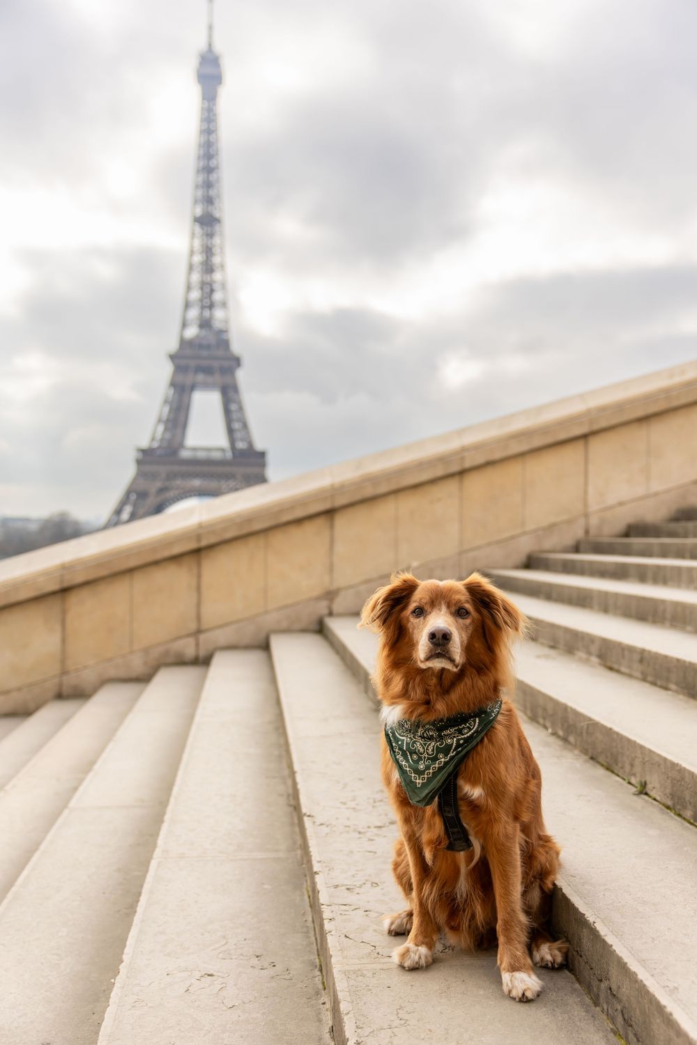 A brown dog wearing a bandana sits on stone steps with the Eiffel Tower visible in the misty Paris background.