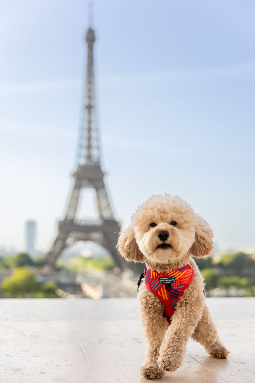 Adorable poodle wearing red bandana poses in front of the Eiffel Tower in Paris on a sunny day.