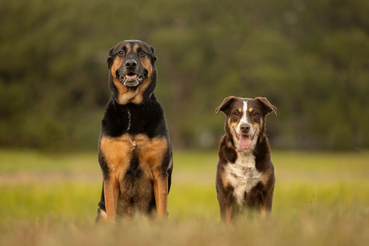 Two dogs posing during sunset in one of Tampa Bays beautiful parks. Beautiful memories for dog owners.