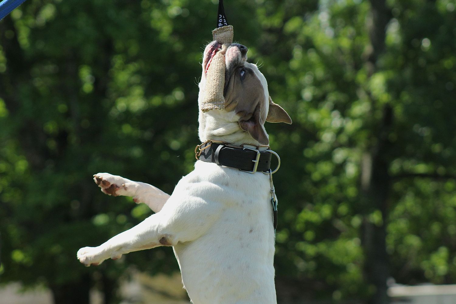 American bulldog spring pole