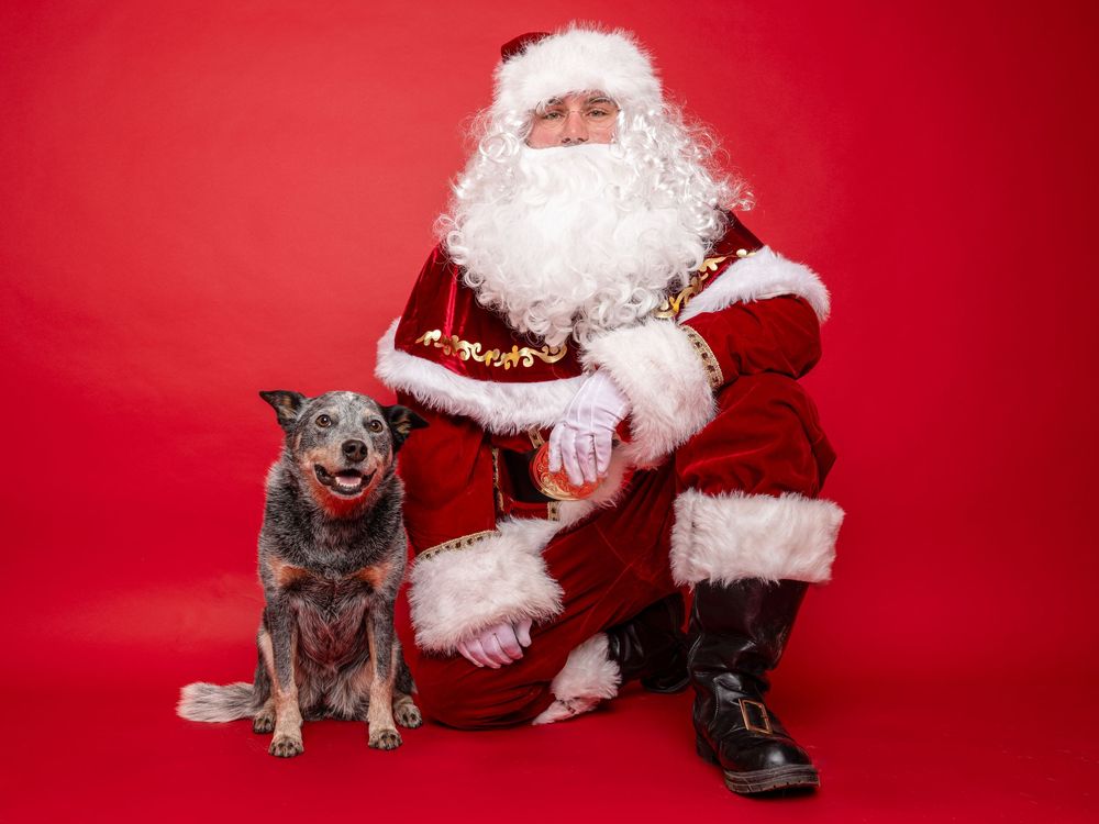 A black and brown dog is shown on a red back background with Santa Clause