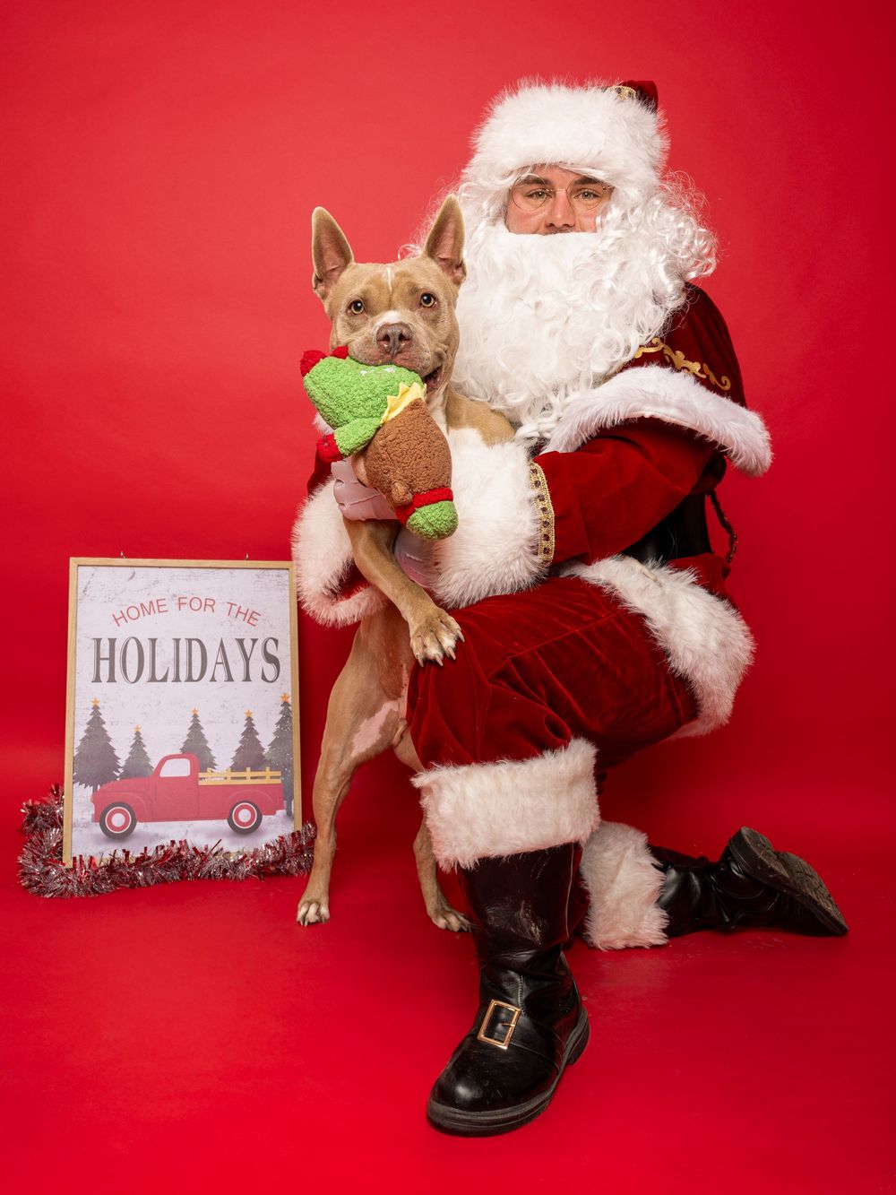 A tan dog is shown on a red back background with Santa Clause. A sign says "home for the holidays"