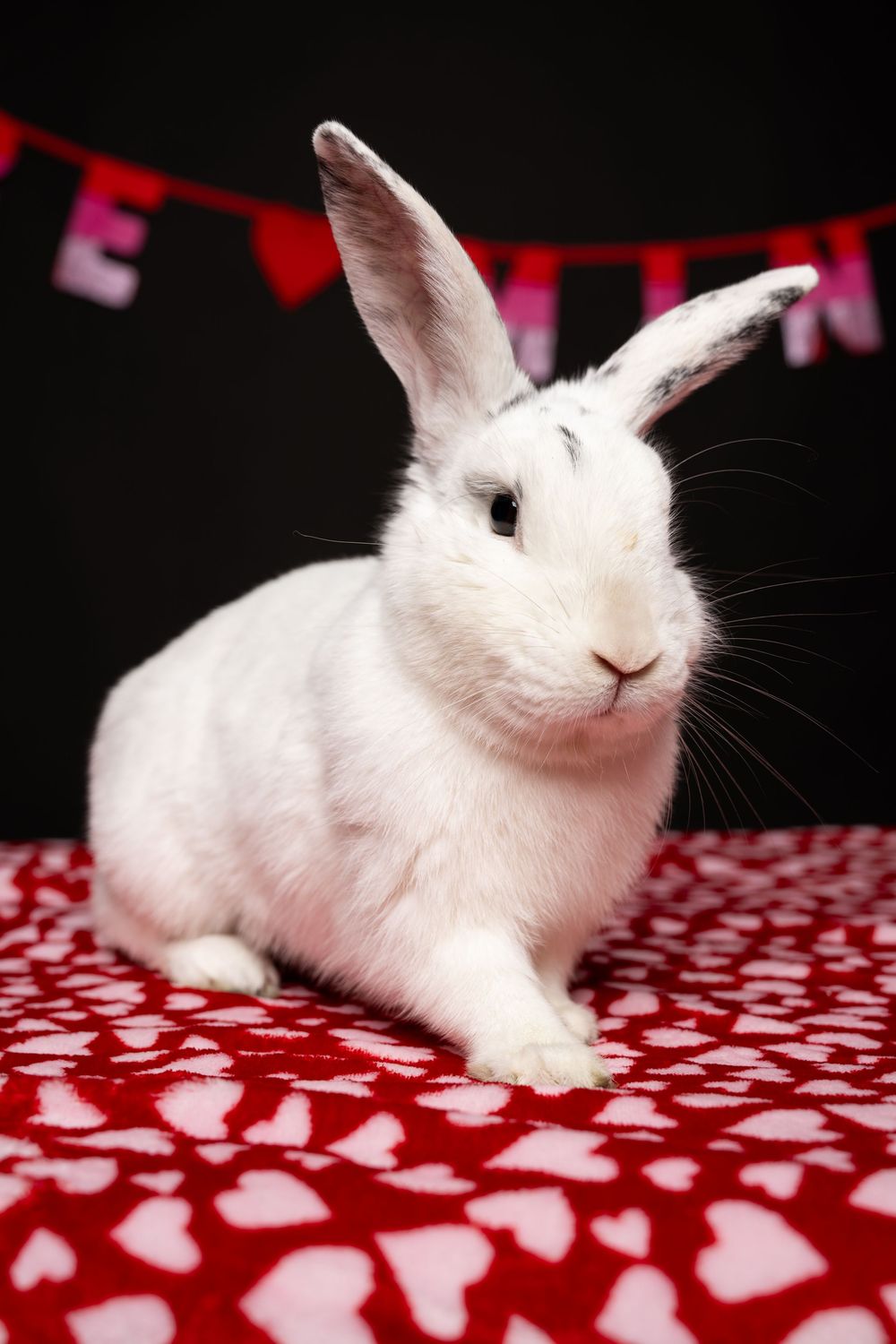 A white rabbit is sitting on a red blanket with pink hearts in front of a black background