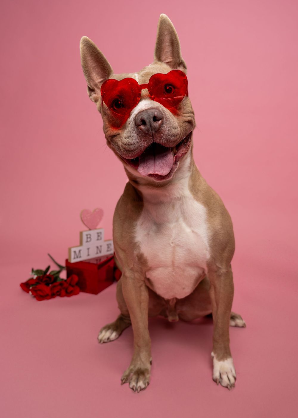 A tan and white dog is sitting wearing red heart shaped glasses in front of a pink backdrop. There are roses and a sign that reads "be mine"