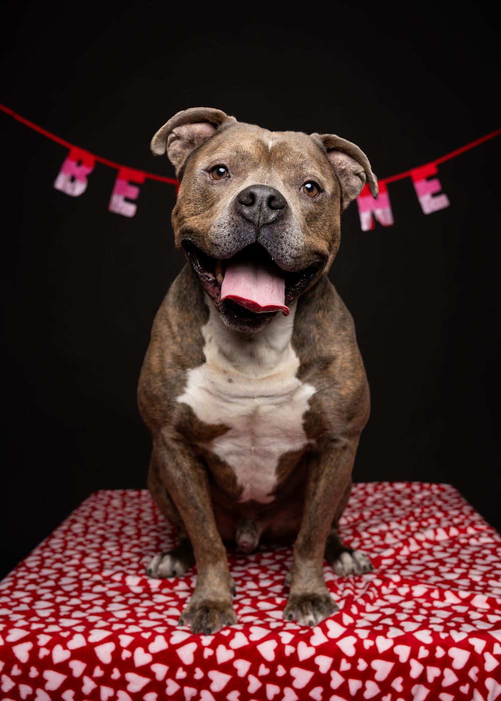 A brown dog is sitting on a red blanket with pink hearts in front of a black background. His mouth is open.