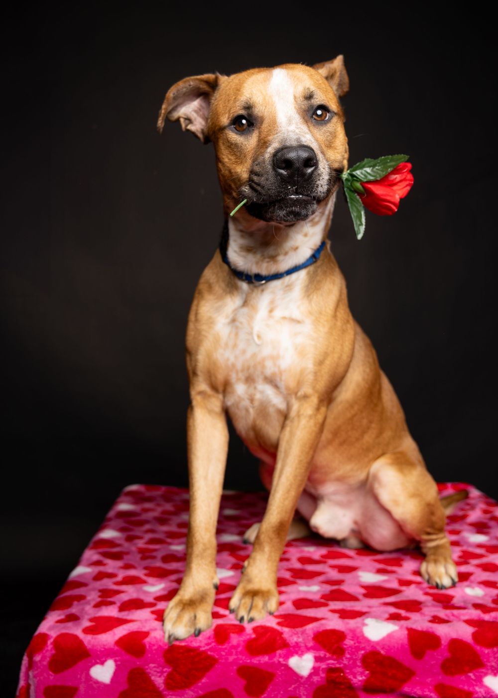 A tan and white dog is sitting on a red blanket with pink hearts in front of a black background. The dog is holding a rose in his mouth