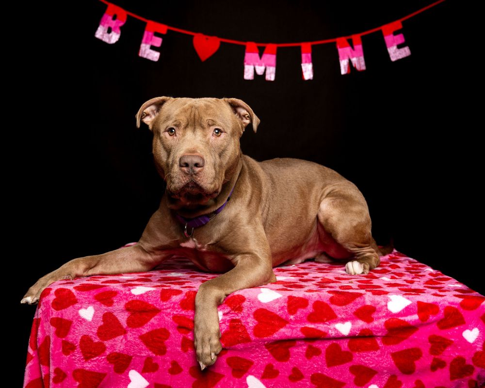 A brown dog is laying on a red blanket with pink hearts in front of a black background. Words in the background read "be mine"