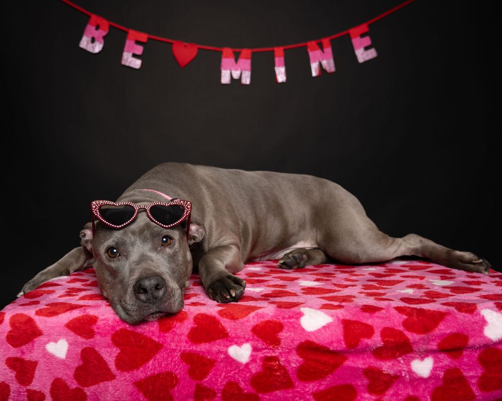 A grey dog is laying on a red blanket with pink hearts in front of a black background. Words in the background read "be mine"