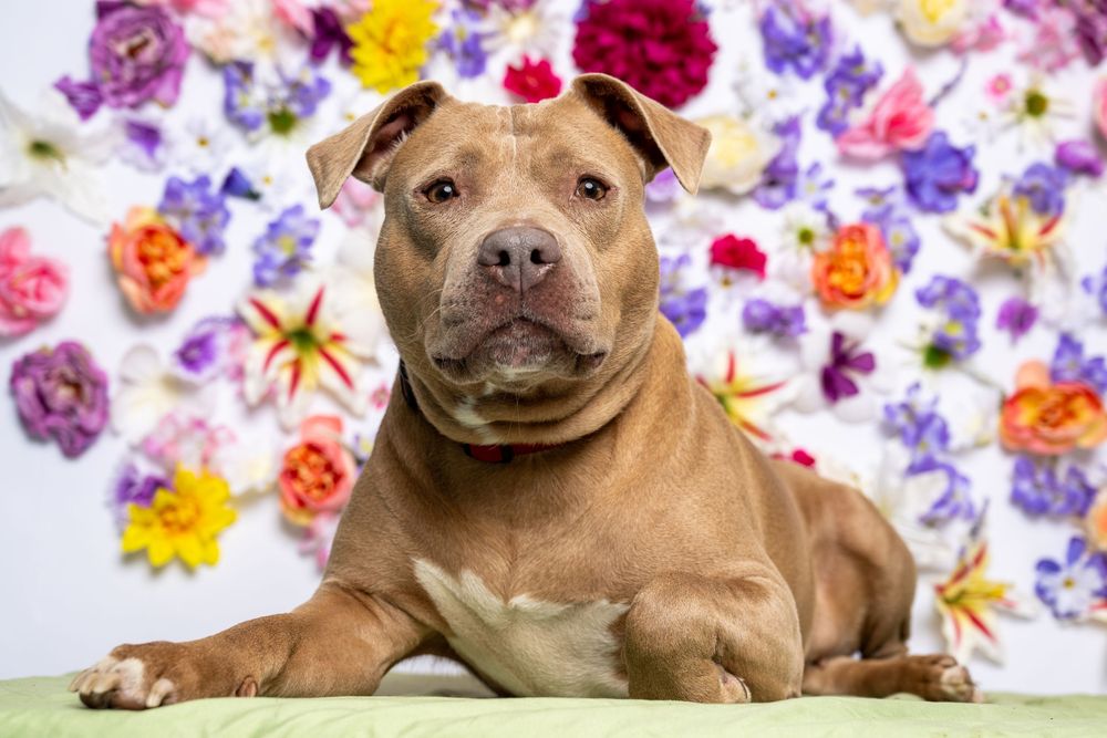 A tan dog is laying in front of a white background with a variety of flowers