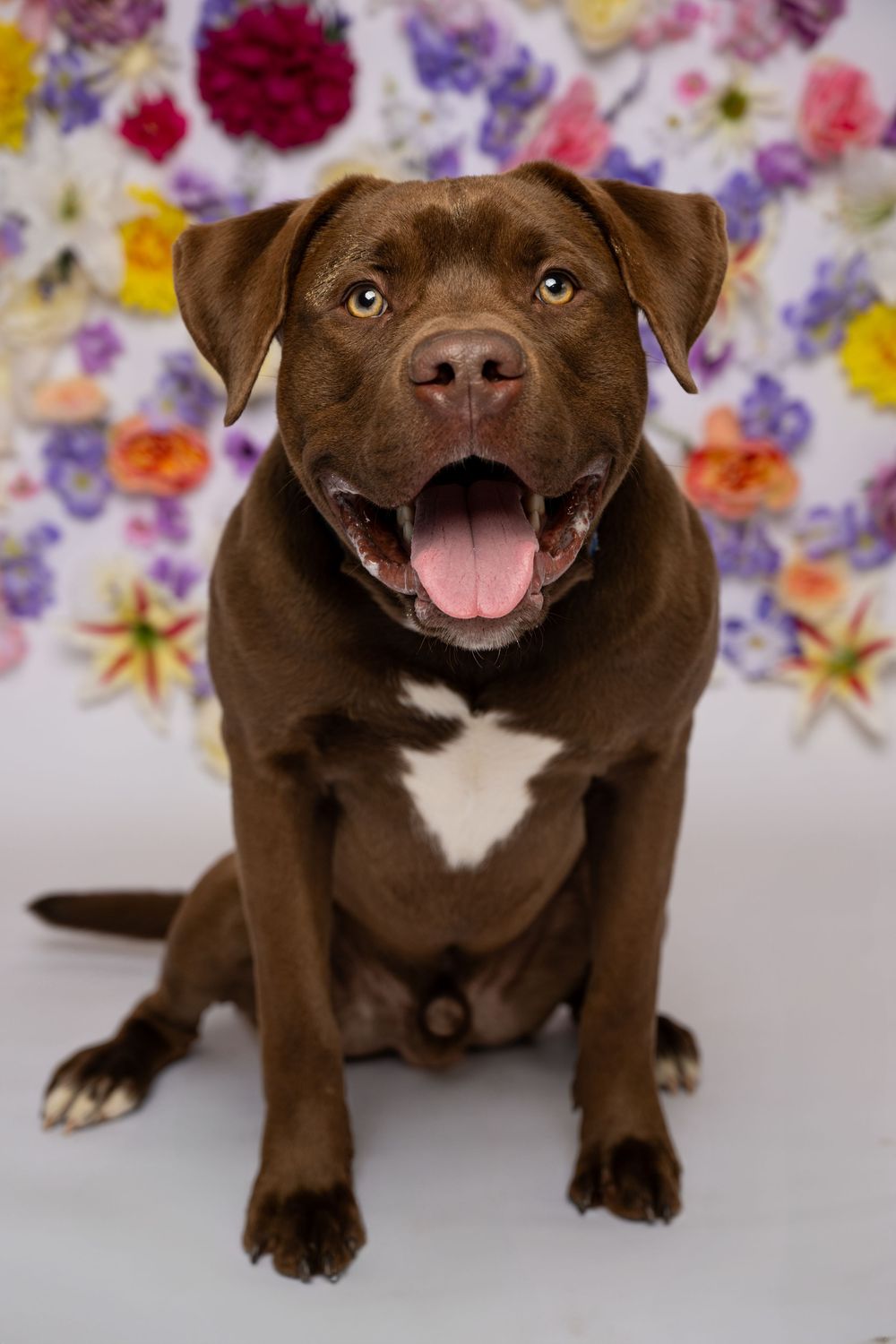 A brown dog is sitting in front of a white background with a variety of flowers