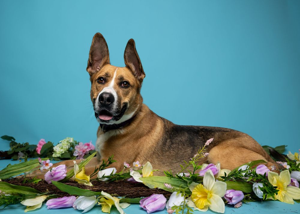A black, white, and tan dog lays amongst flowers in front of a light blue backdrop