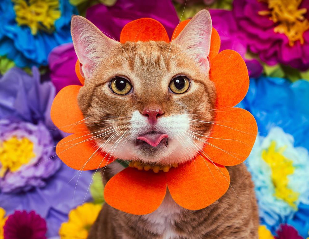 An orange cat is wearing flower headgear and showing its tongue in front of a background with a variety of brightly colored flowers