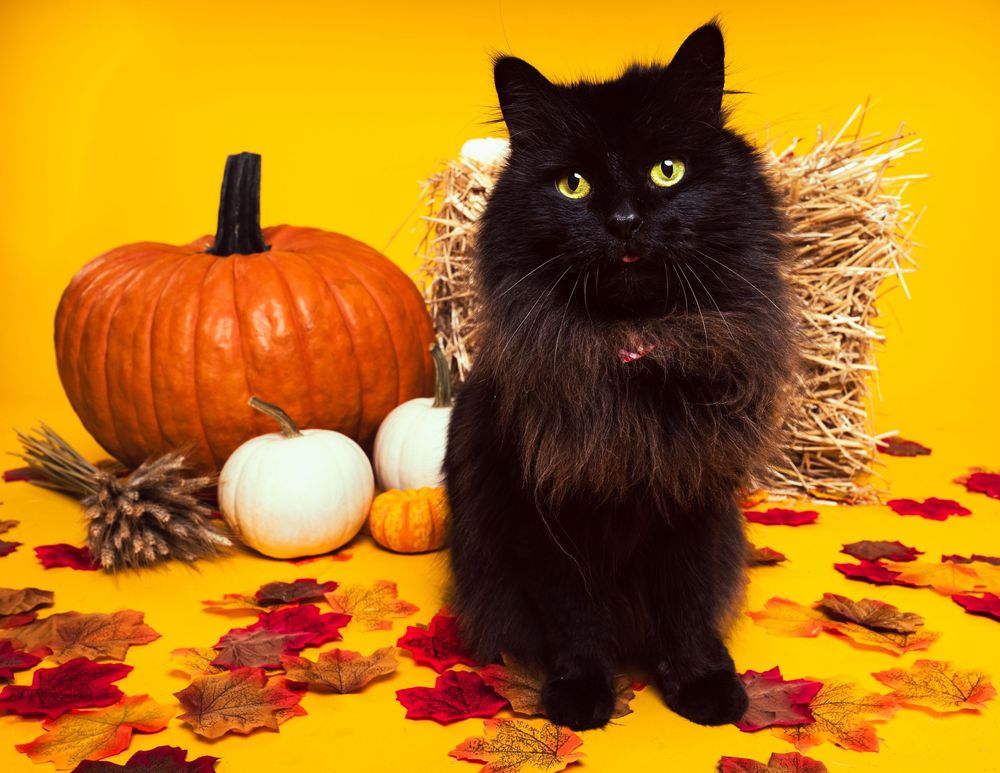 A long-haired black cat is sitting amongst autumn leaves, a bundle of wheat, orange and white pumpkins, and a hay bale