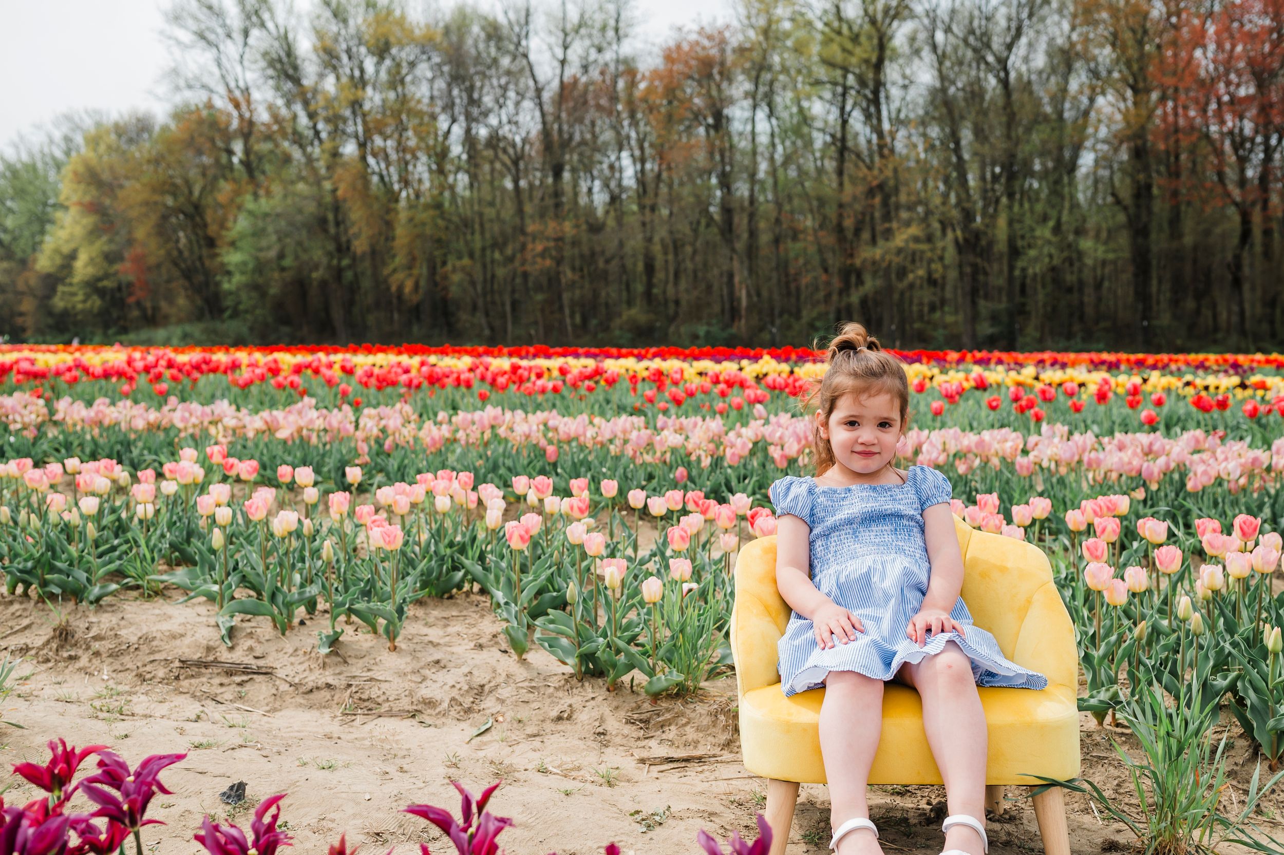 A colorful tulip field in springtime stretches to a wooded backdrop beneath a bright afternoon sky.