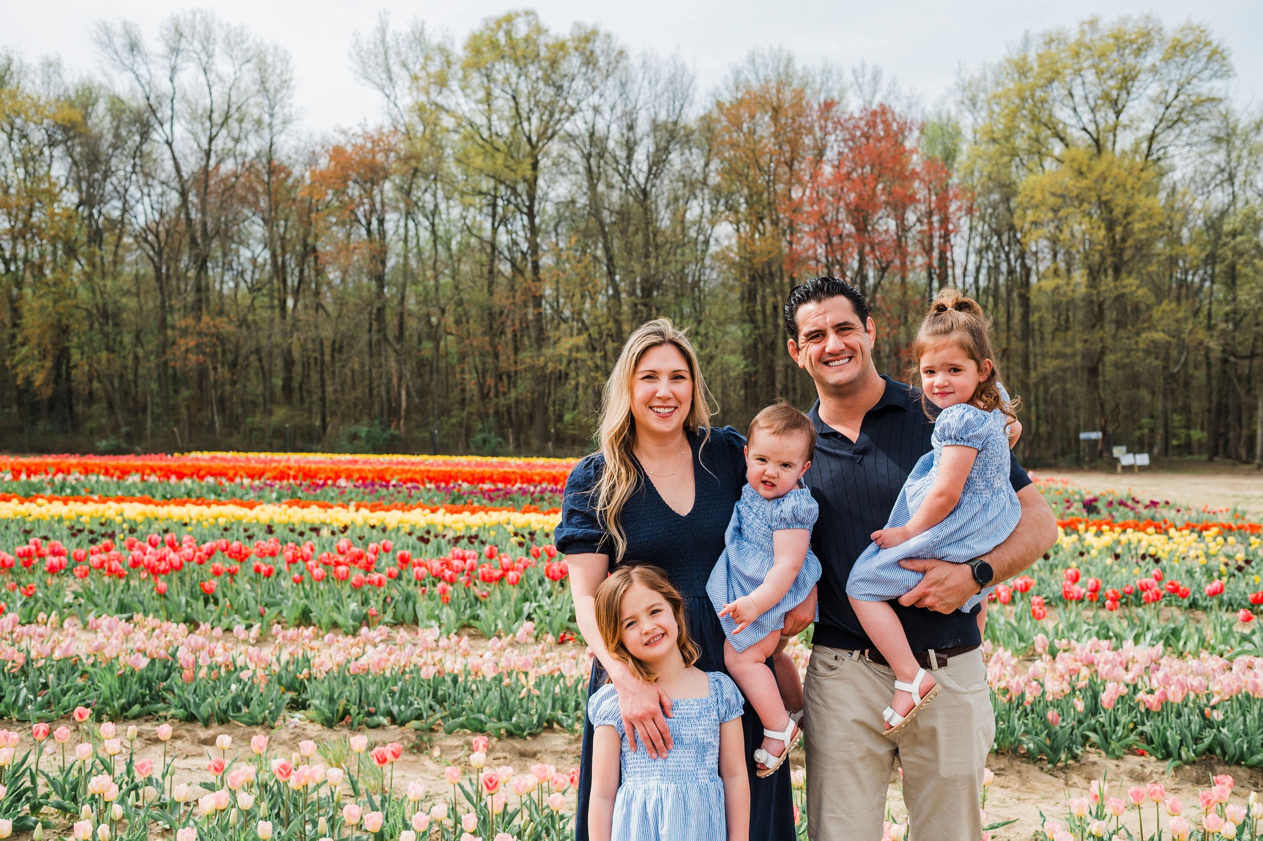 Colorful rows of red and yellow tulips stretch across a springtime field with trees in the background.