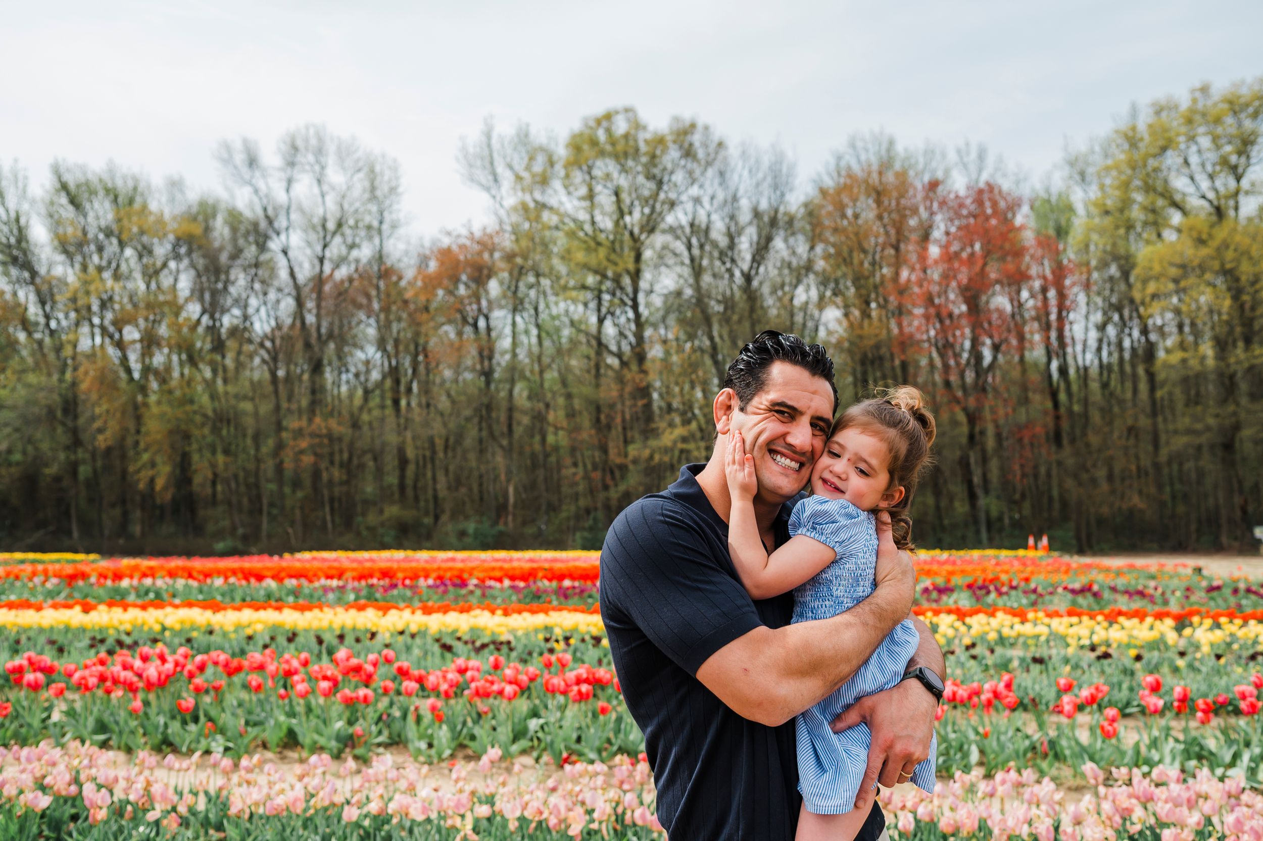 A colorful tulip field at a farm with autumn woods in the background during springtime.