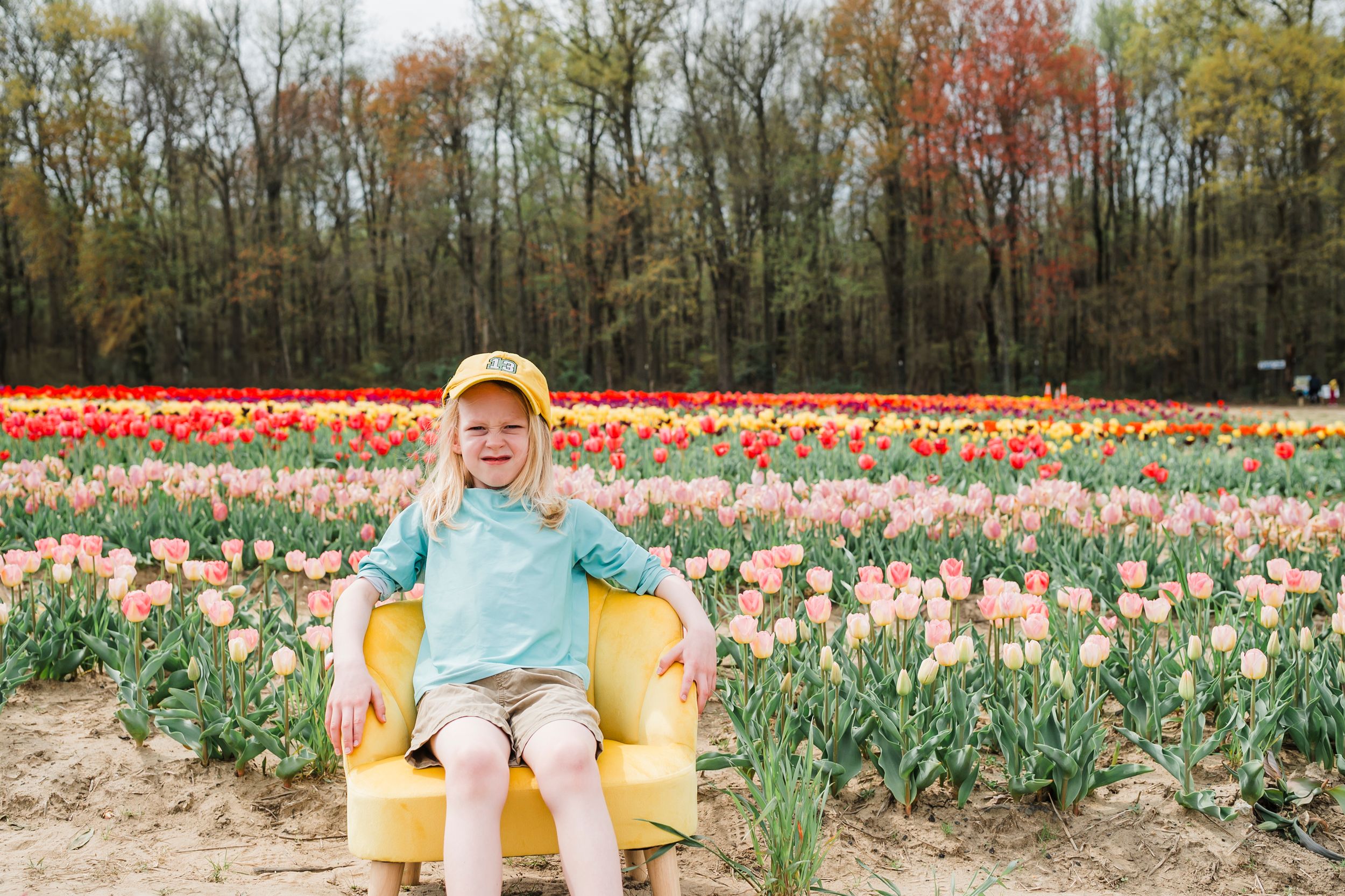 Young child in yellow chair surrounded by colorful spring tulips in bloom at a flower farm.