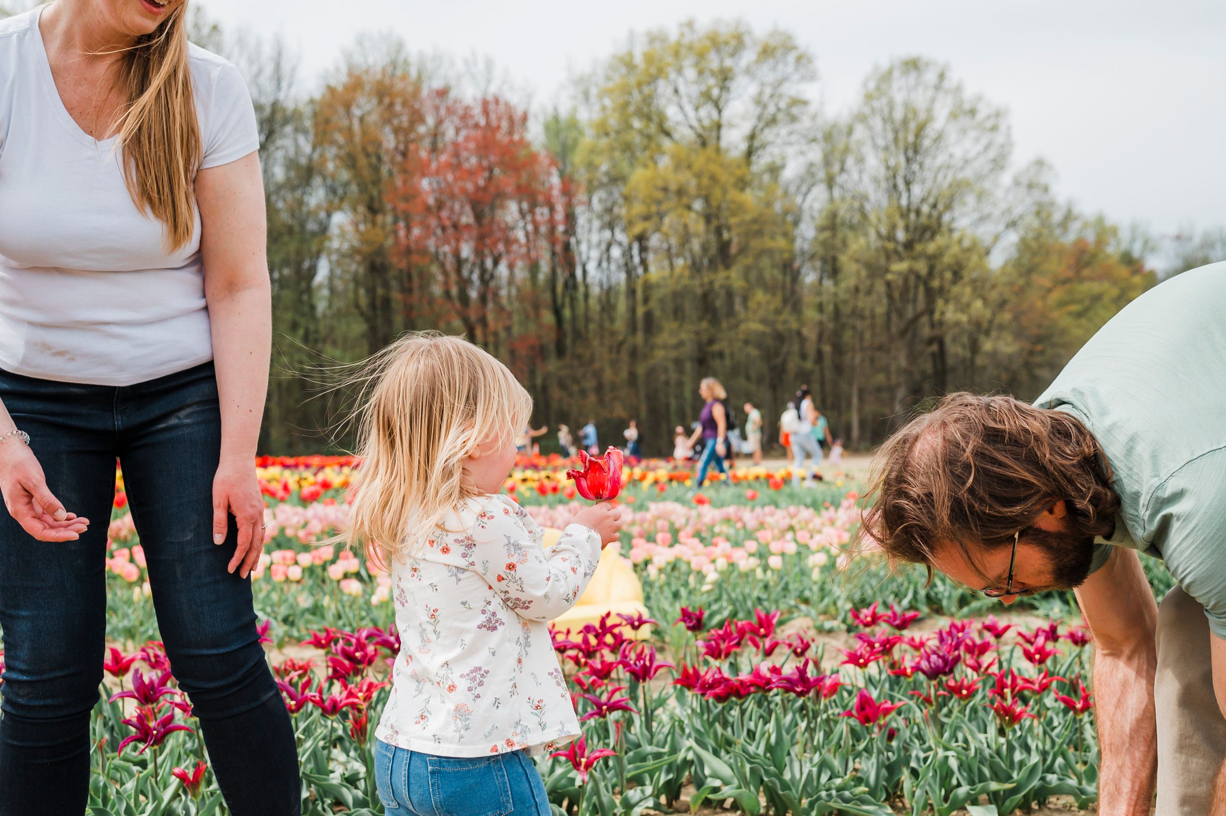 Family gathers in a blooming tulip garden with rainbow-colored flowers stretching into the distance.