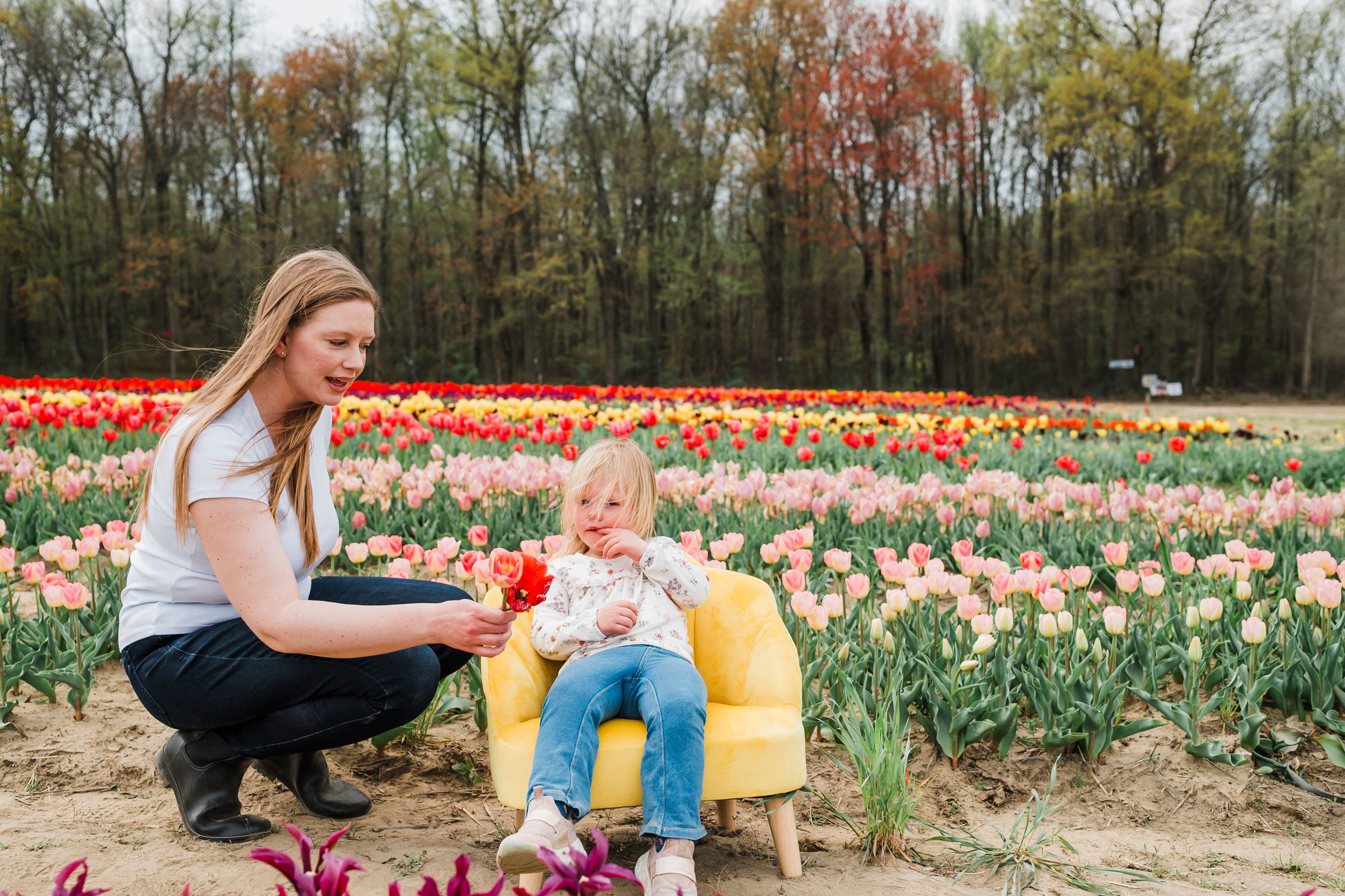 A spring scene in a tulip garden shows someone crouching next to a small chair with colorful flowers blooming all around.