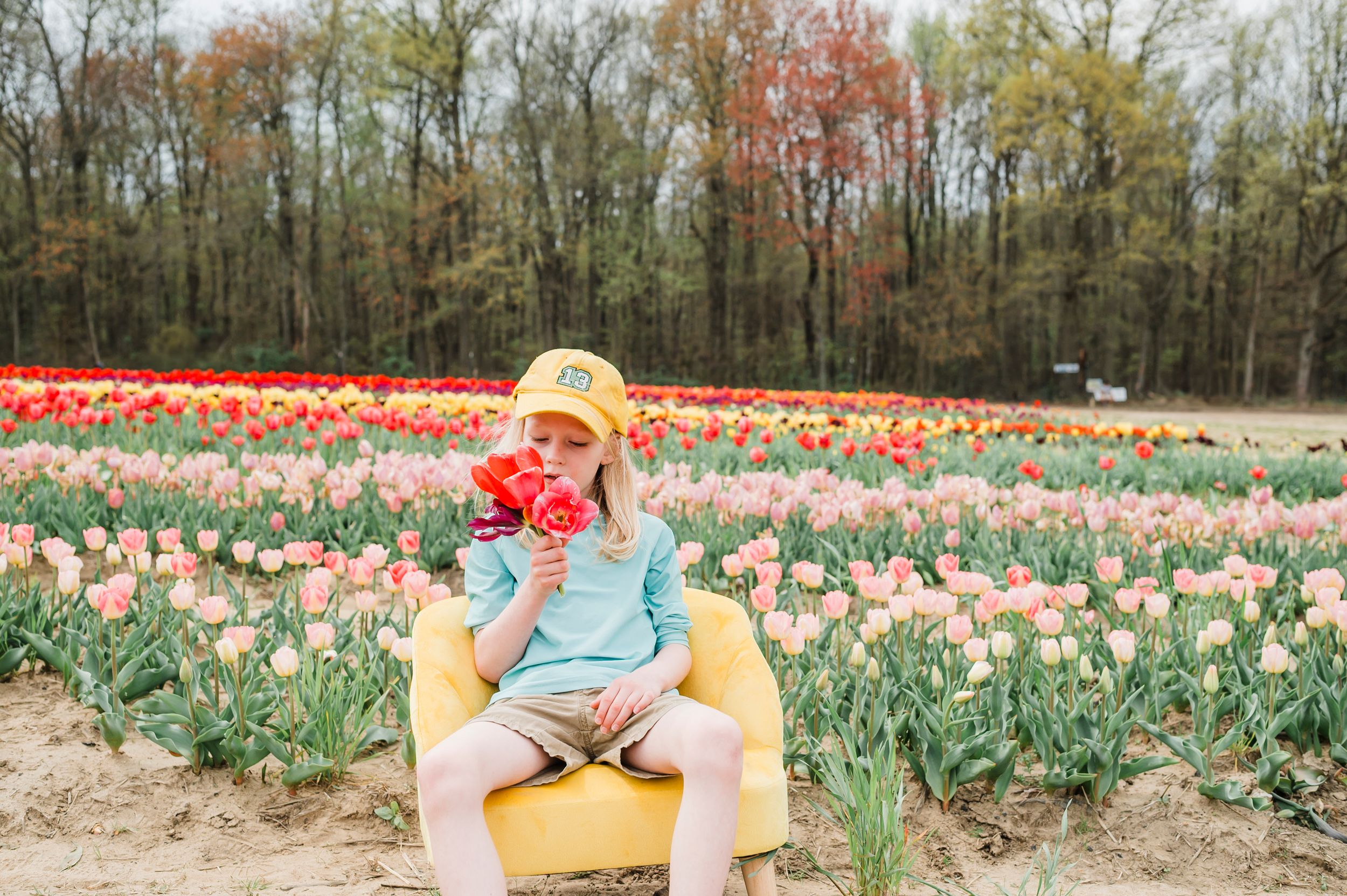 Someone sits in a yellow chair while enjoying apple against backdrop of colorful spring tulips in garden.